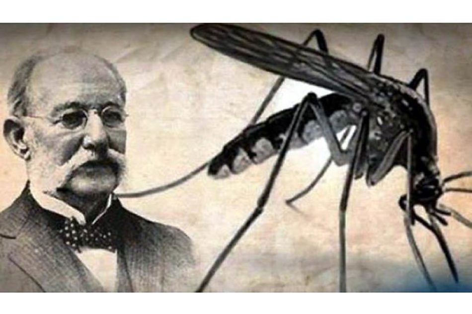 Hipótesis sobre insecto transmisor de fiebe amarilla cumple 140 años