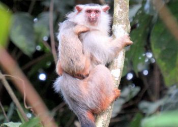 Descubierta una nueva especie de tití en la Amazonia brasileña