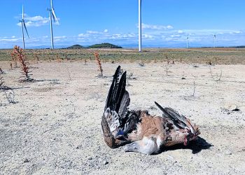 Los parques eólicos de última generación suponen una seria amenaza para la conservación de la biodiversidad