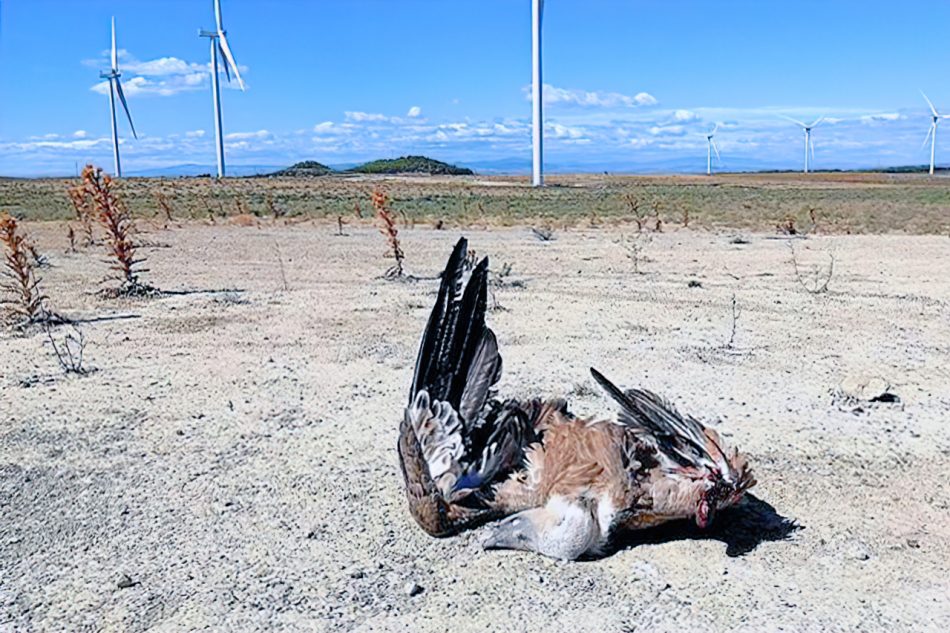 Los parques eólicos de última generación suponen una seria amenaza para la conservación de la biodiversidad