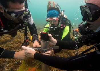 La actividad humana podría asfixiar a los arrecifes del Caribe