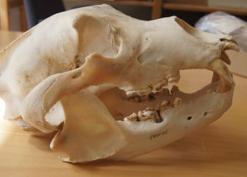 Los restos de osos pardos cuentan la historia del uso humano de antibióticos