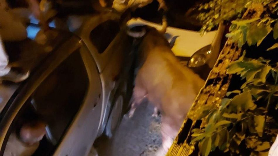 PACMA presenta una querella criminal por el atropello mortal de un toro que huía de un concurso de recortes en Brihuega (Guadalajara)