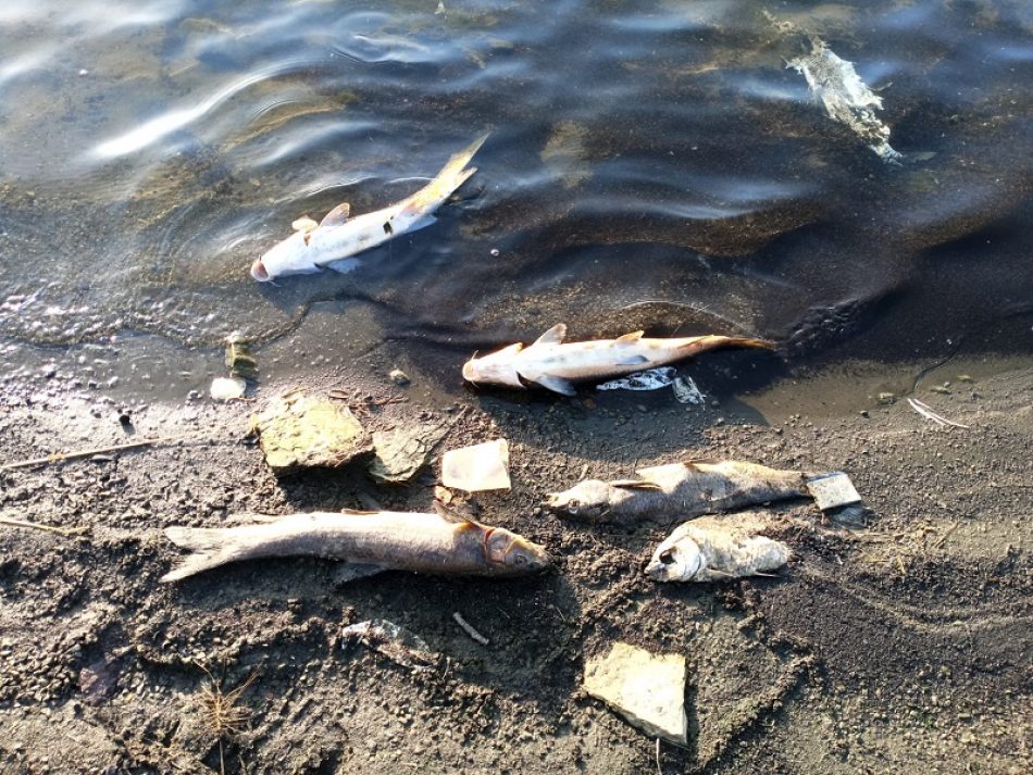 Encuentran miles de peces muertos en el embalse de Tentudía