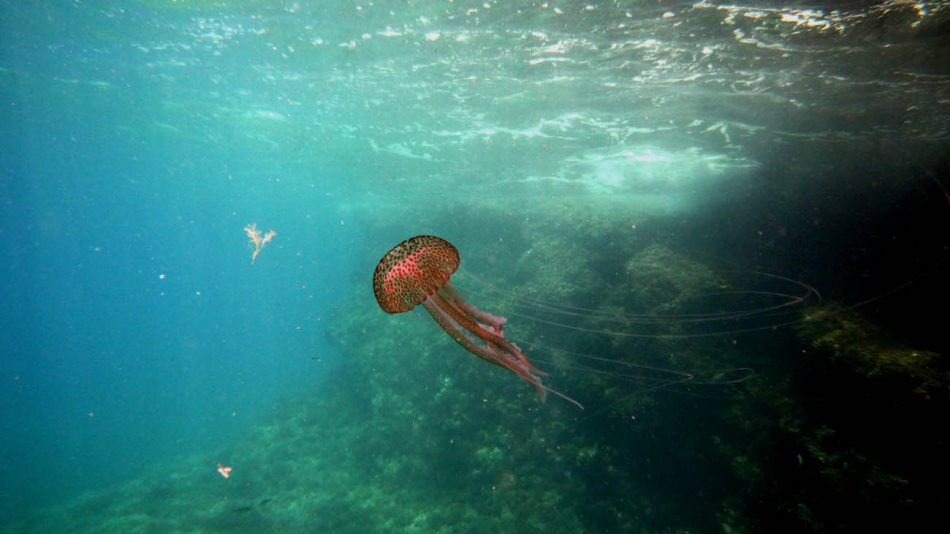 Medusas, ¿son cada vez más frecuentes y abundantes?