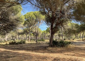 Ecologistas en Acción felicita al Ayuntamiento de Conil por proteger 1.450.000 m2 de suelos urbanizables