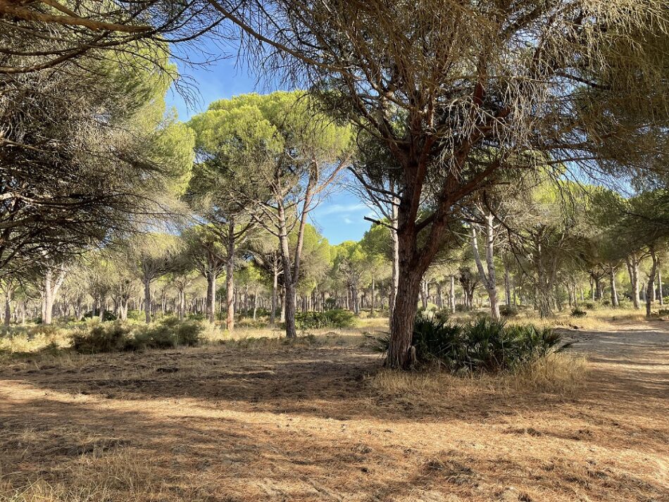 Ecologistas en Acción felicita al Ayuntamiento de Conil por proteger 1.450.000 m2 de suelos urbanizables