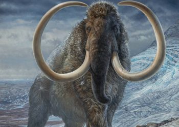 Revelan los patrones de movimiento de un mamut lanudo del Ártico