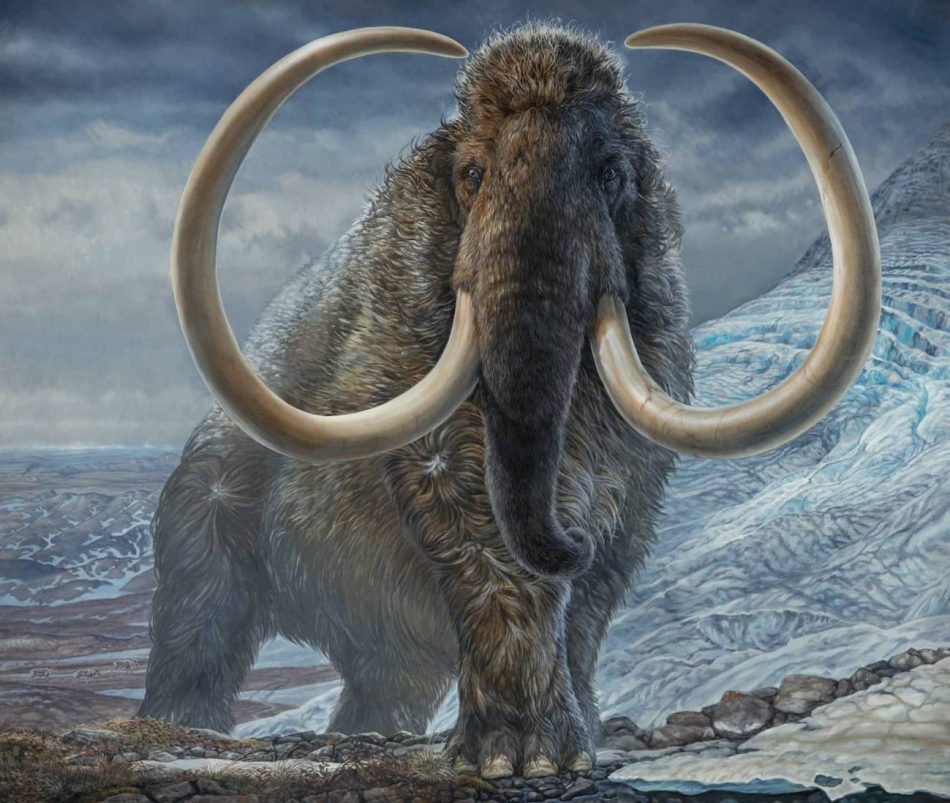 Revelan los patrones de movimiento de un mamut lanudo del Ártico