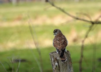 Ecologistas en Acción pide que se amplíe la zona de protección de los cernícalos en Extremadura