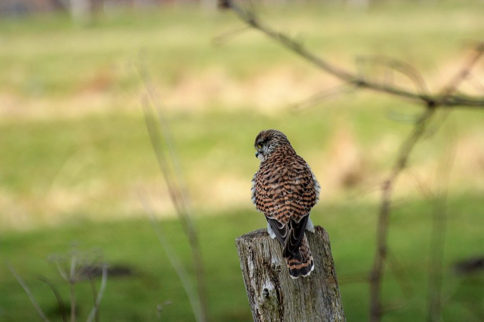 Ecologistas en Acción pide que se amplíe la zona de protección de los cernícalos en Extremadura