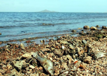 Ecologistas en Acción exige a los gobiernos regional y central que trabajen conjuntamente para solucionar de raíz la eutrofización del Mar Menor