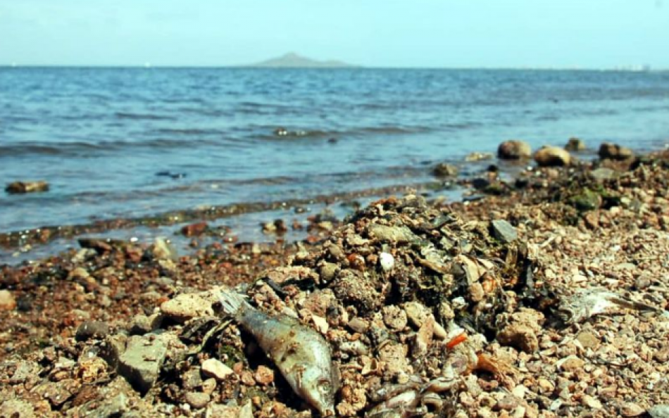 Ecologistas en Acción exige a los gobiernos regional y central que trabajen conjuntamente para solucionar de raíz la eutrofización del Mar Menor