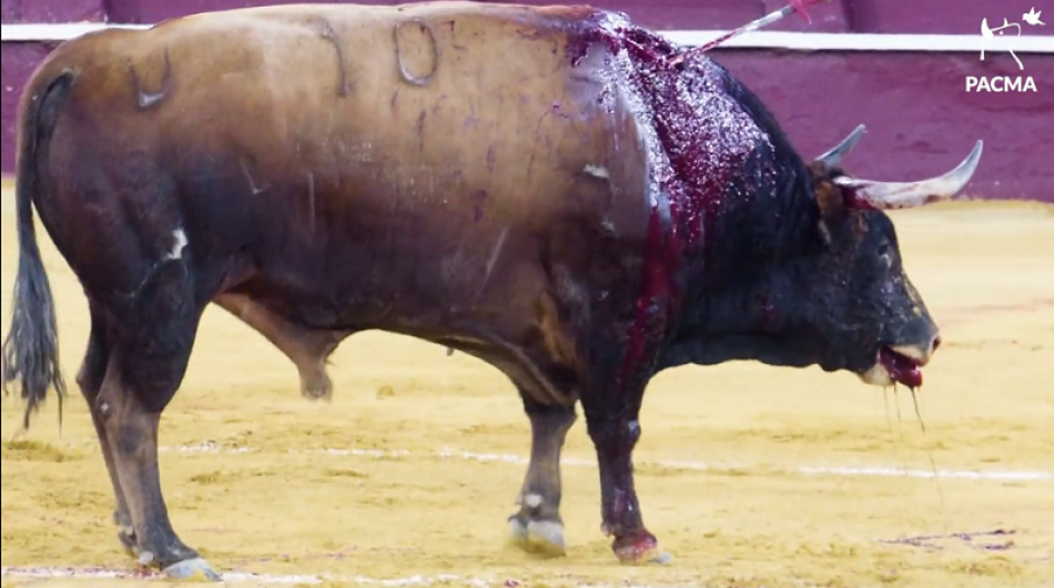 PACMA documenta una corrida de toros en la feria de Málaga para mostrar la violencia de la tauromaquia
