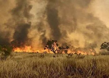 Incendio consume gran parte de una reserva forestal en Brasil