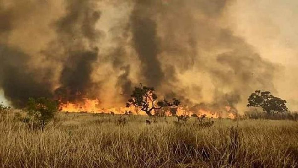 Incendio consume gran parte de una reserva forestal en Brasil