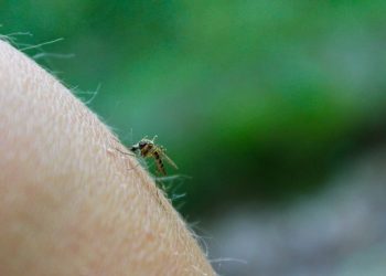 Adelante Andalucía exige a la Junta que tome medidas ante la primera muerte por el virus del Nilo