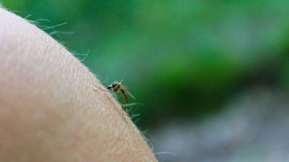 Adelante Andalucía exige a la Junta que tome medidas ante la primera muerte por el virus del Nilo