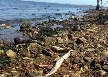 Ecologistas en Acción: «El Mar Menor está en peligro de desaparición»