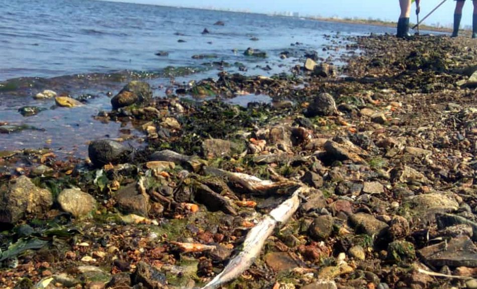 Ecologistas en Acción: «El Mar Menor está en peligro de desaparición»