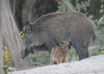 Denuncian que a Xunta pon en risco a seguridade cidadá coa liberación da caza do xabarín