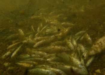 Greenpeace insiste en que se persiga penalmente a quienes han matado al Mar Menor