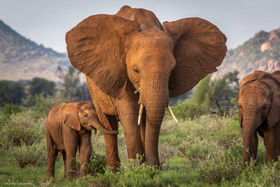 Efectos a largo plazo de la caza furtiva: los elefantes sin madre sobreviven menos