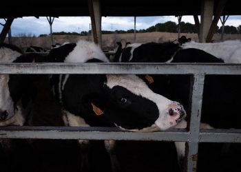 Tras el anuncio del Gobierno, Greenpeace recuerda que la futura normativa sobre ganado vacuno debe poner fin a macrogranjas como la de Noviercas