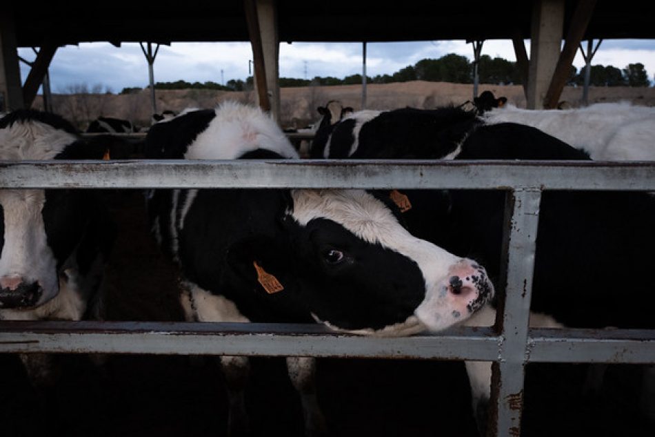 Tras el anuncio del Gobierno, Greenpeace recuerda que la futura normativa sobre ganado vacuno debe poner fin a macrogranjas como la de Noviercas