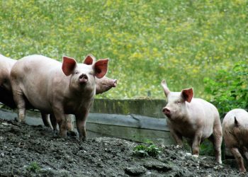 La producción de alimentos genera un tercio de las emisiones globales de gases de efecto invernadero