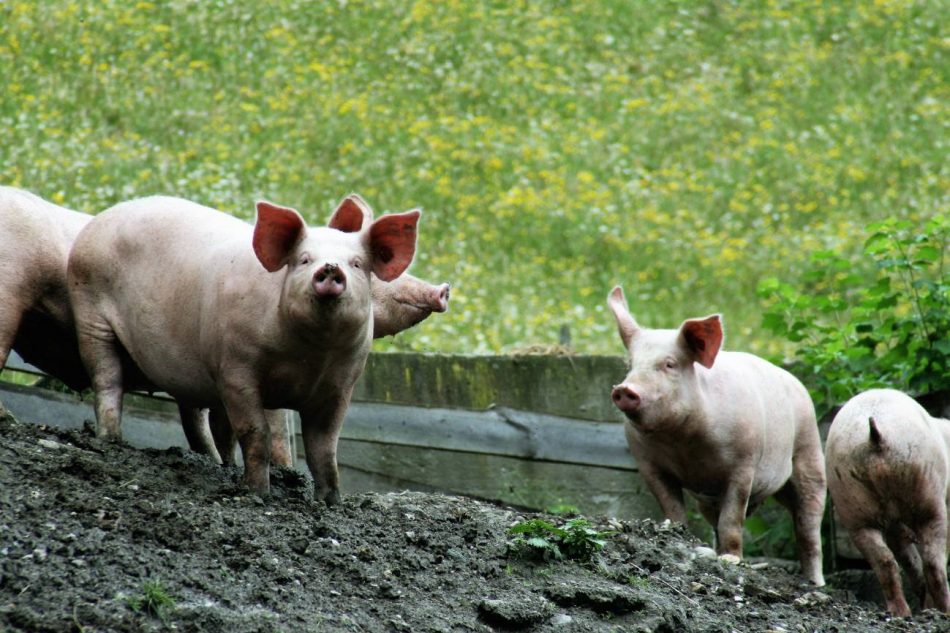 La producción de alimentos genera un tercio de las emisiones globales de gases de efecto invernadero