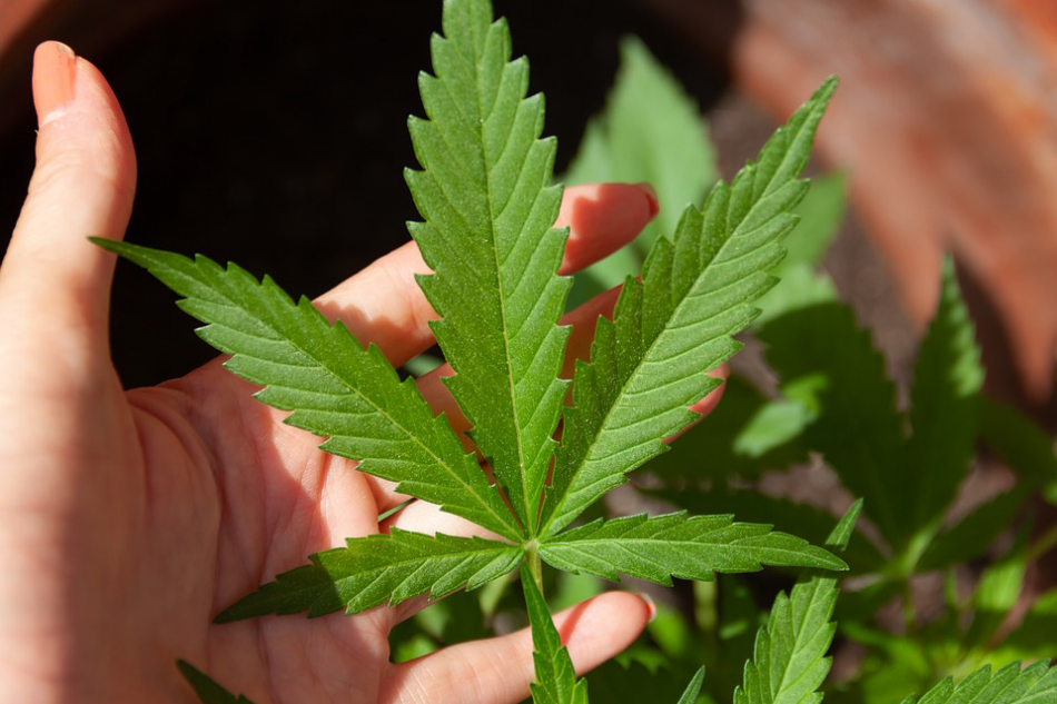 ¿Por qué los productos CBD están de moda?