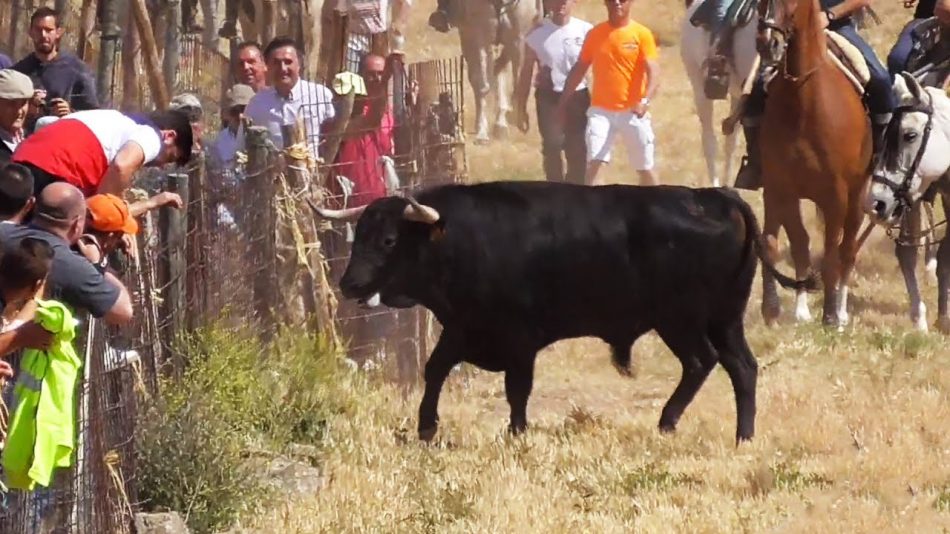 PACMA denunciará las irregularidades de un encierro por el campo en Loranca de Tajuña (Guadalajara) que acabó con varias personas y un caballo corneados