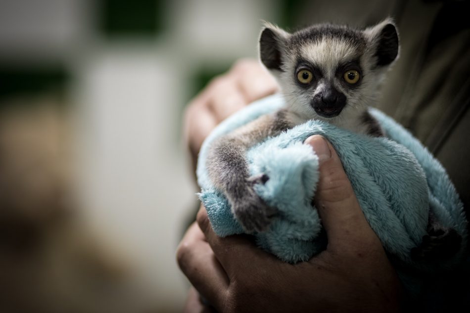 InfoZOOS pide que cesen las interacciones directas entre animales salvajes y público visitante en los zoos españoles