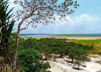 Brasil pierde más de 4.600 kilómetros cuadrados de bosques amazónicos en un año