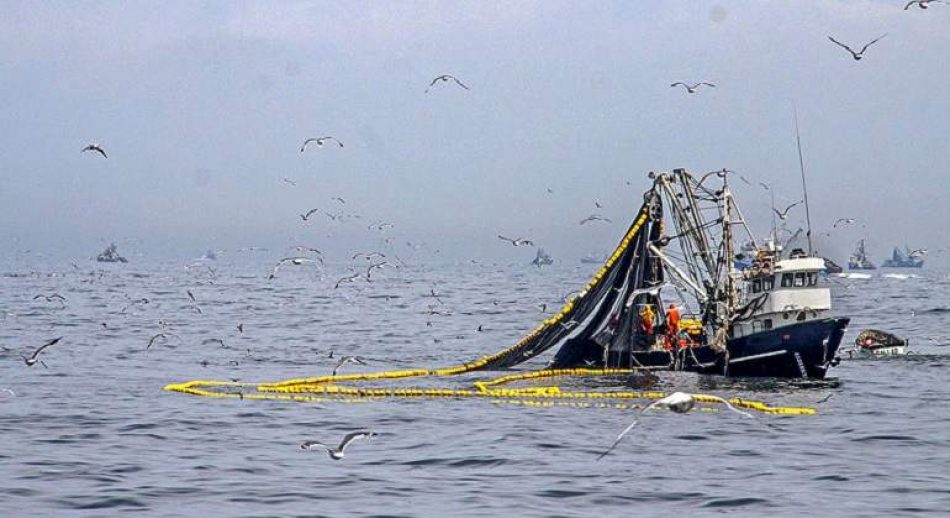 Las organizaciones ambientales demandan una ley de pesca eficaz ante la crisis ecológica
