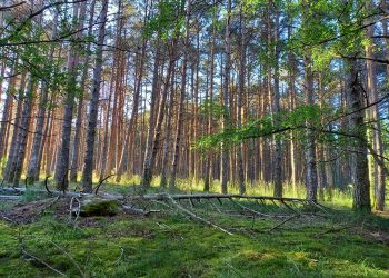 STOP EÓLICOS reclama a Bande que informe sobre os riscos dunha central eólica no Monte Grande