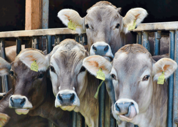 Ecoloxistas en Acción denuncia que a gandería industrial provoca despoboación no ámbito rural