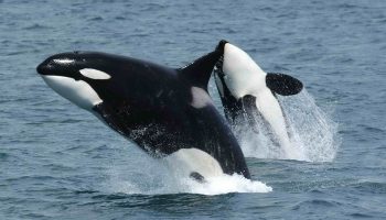 Disminuyen en España las interacciones con orcas, excepto en el norte, donde aumentan ligeramente