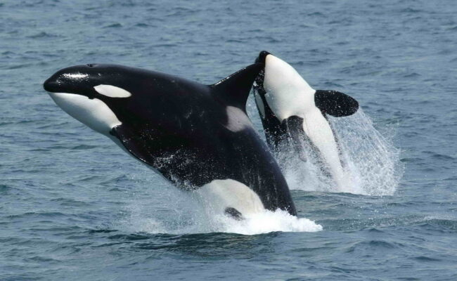 Disminuyen en España las interacciones con orcas, excepto en el norte, donde aumentan ligeramente