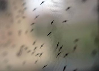 La OMS recomienda que se extienda el uso de la vacuna contra la malaria en África