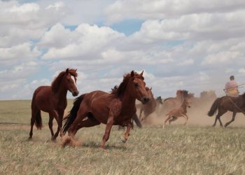 Los caballos modernos se domesticaron en las estepas al norte del Cáucaso y se extendieron por Asia y Europa