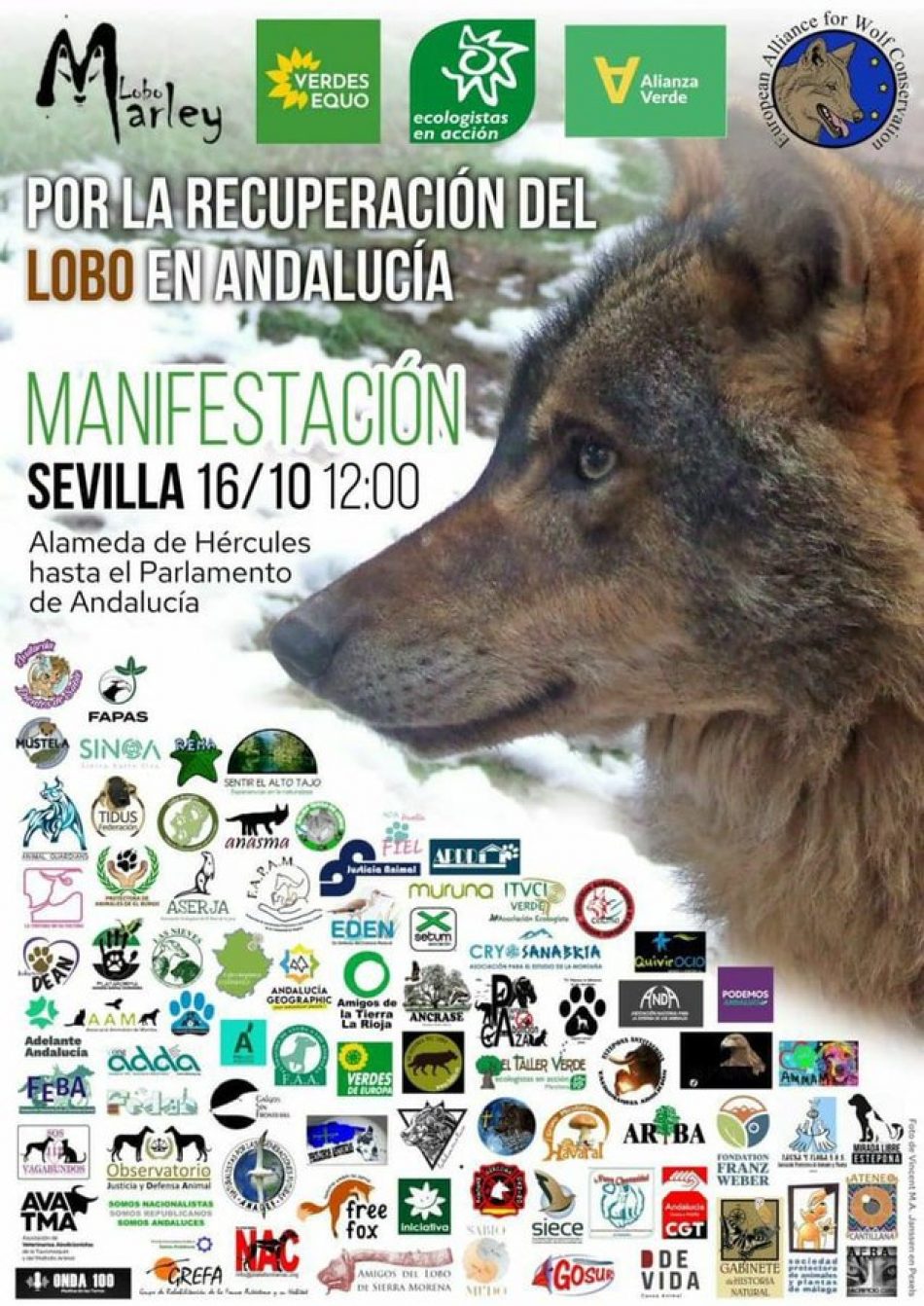 Alianza Verde participa este sábado en la manifestación por la recuperación del lobo en Andalucía