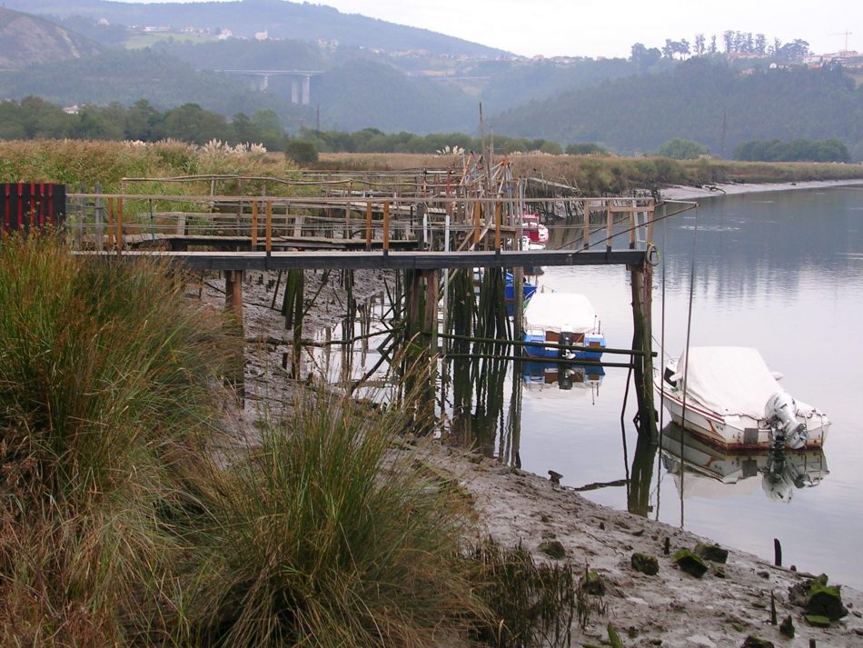 La Coordinadora Ecoloxista d’Asturies advierte que el Principado pone en peligro el futuro de la anguila en nuestras aguas