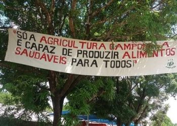 Ministerio Público argentino solicita suspender trigo transgénico