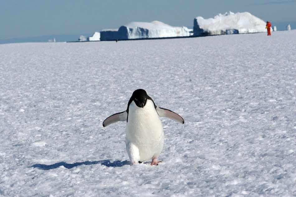 Una vez más la protección del icónico océano Antártico queda bloqueada por la inacción política