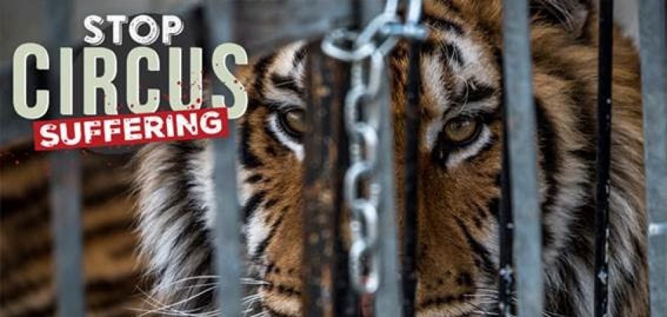 Asociación Nacional para la Defensa de los Animales (ANDA) entregará un millón de firmas al Parlamento Europeo para prohibir el uso de animales salvajes en circos