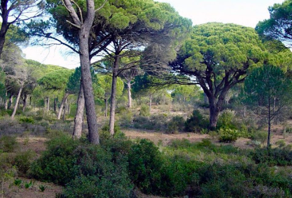 Un Plan de Gestión Sostenible frente a una macrourbanización que destruiría el principal atractivo de Barbate, su entorno natural