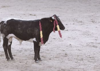 Piden al Gobierno el fin de las becerradas: “De todas las formas de lidia, son sin duda las más crueles”