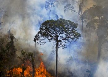 Reporteros Sin Fronteras (RSF) exige respeto para el derecho a informar sobre cuestiones ambientales